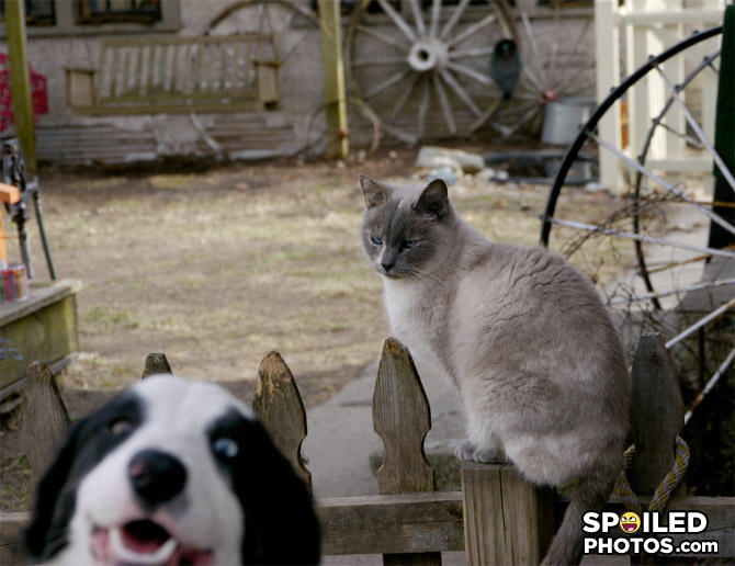 Spoiledphotos-com-43c26c