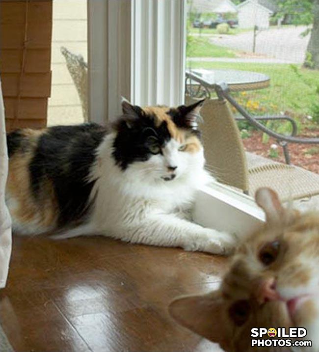 Cats