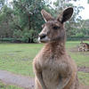 Kangaroos
