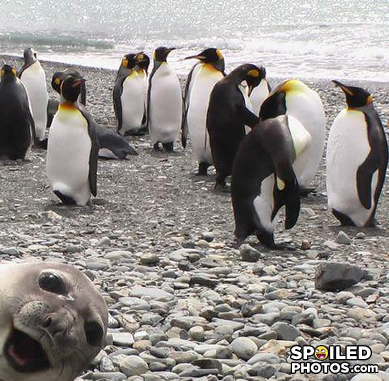 Ohhai