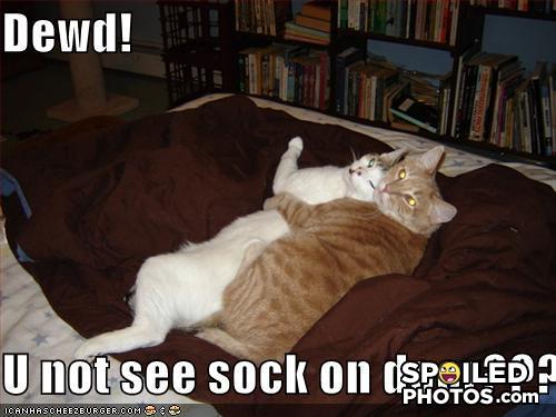 Funny-pictures-college-sex-cats