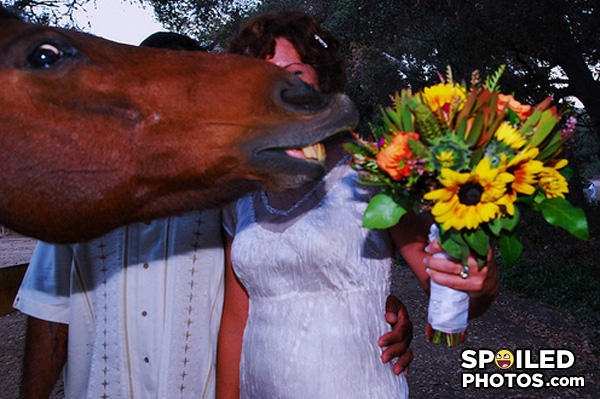 Horsephotobomb