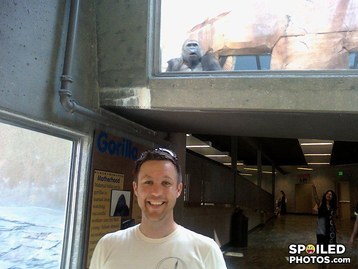 Spoiledape
