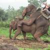 Elephantsp